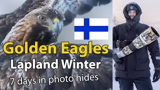 🦅 Golden eagle 