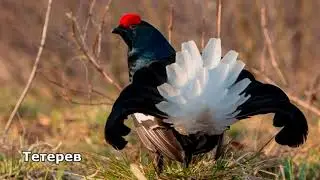 40 - Певчие птицы России * ТЕТЕРЕВ *
