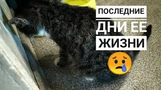 ПОДОБРАННОЙ КОШЕЧКИ БОЛЬШЕ НЕТ😭