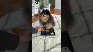 Playing tic tac toe with my Pomeranian 👻🎃 