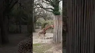 Safari Adventures: Basel Zoo Photography with Fujifilm X-T1 | YouTube Shorts 📸🌿