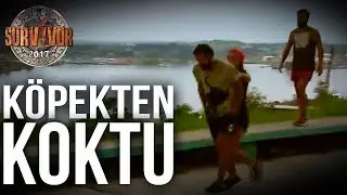 Sabriye Ne Yapacağını Şaşırdı | | Survivor 2017