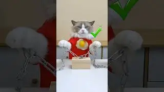 Call me HandyCat 