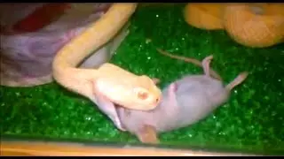 Serpiente agoniza a un ratón y después SE LO COME