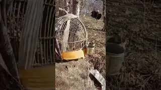 хониши кабк хангоми шикор