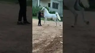 الحصان العربي الأصيل الأسطورة شيخ البدو ابن الفحل فانتوم اونيل والأم لؤلؤة الصباح