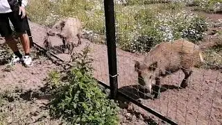 В гостях в Доме волков 