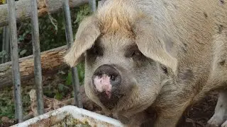 Хрюканье свиньи