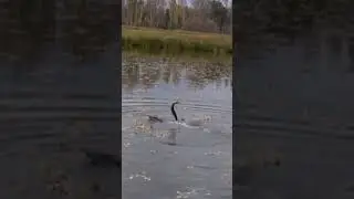 ЛОВЛЯ ЩУКИ НА ЖИВЦА С КАТЕРОМ НА РАДИОУПРАВЛЕНИИ. ЧАСТЬ 1.  