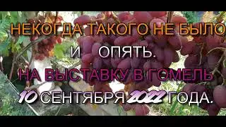 Не когда такого не было и опять НА ВЫСТАВКУ В ГОМЕЛЬ