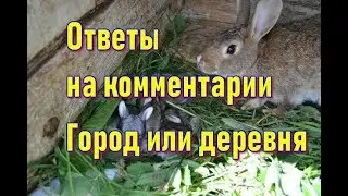 Проблемы начинающих животноводов. Город или деревня. Ответы на комментарии.