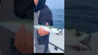 Asians Aren’t the Only Ones who Eat This Fish 