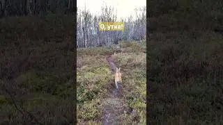 Утиная охота. Duck hunting dog basenji 