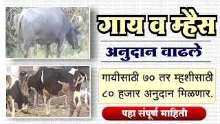 Gay mhais yojana mahiti 2023 | cow and buffalo subsidy increased | cow  70 k  buffalo subsidy 80 K