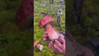 ГРИБНИК В ОБМОРОКЕ! ВОТ ЭТО НАХОДКИ! ПОПАЛИ В СКАЗКУ! БЕЛЫЕ ГРИБЫ БОРОВИКИ! КАРЕЛИЯ