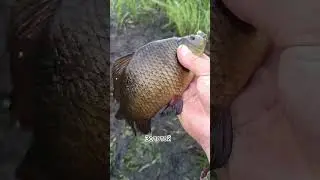 #карась