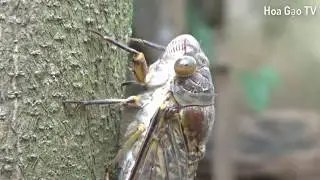 VE SẦU KẺ PHÁ BĨNH MÙA HÈ