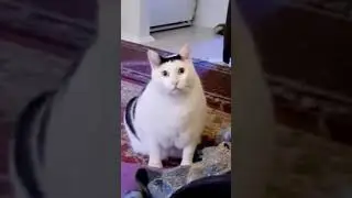 Кот Бендер, мем.