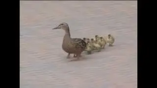 Ох,  уж этот ветер )))