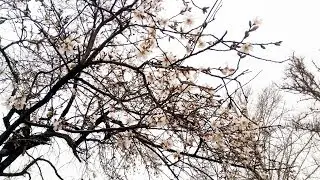 БУНАКАСИ БУЛМАГАН ФЕВРАЛДА ЎРИК ДАРАХТИ ГУЛЛАДИ