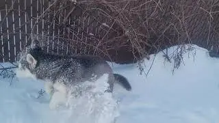 Хаски радуется снегу. Очень позитивное видео / Husky enjoys the snow.  Very positive video