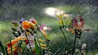 Beautiful Rainy Day - An Ultimate Experience | Love for Nature