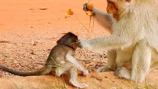 No milk, no food with hurt, Pitiful baby Goldie got discipline when ask mom Ginger some food