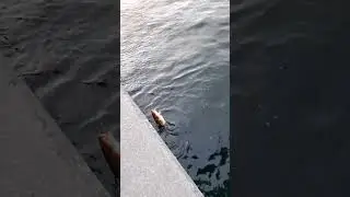 fishing cod. #norway #cod