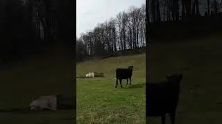 Электропастух в действии.