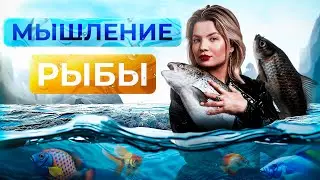 Прямой эфир «мышление рыбы»