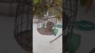 садои кабки помир дар точикистон