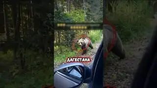Борец заборол медведя