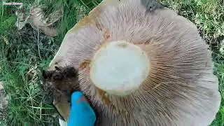 Приехал В Лес За Грибами,а там ...😲