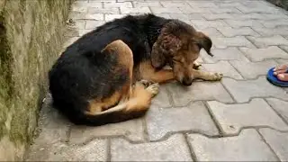 Poor old dog has a massive wound on his ear caused by a dog bite