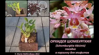 ОРХИДЕЯ SCHOMBURGKIA TIBICINIS - посадка в корзинку для эпифитов