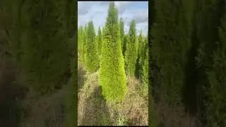 Туя Смарагд 250-280см