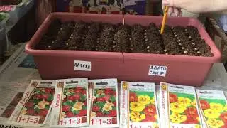 Настурция быстрорастущая, 12 дней и рассада готова.