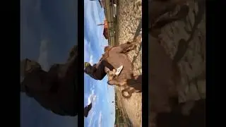 Обучение верблюда 