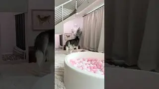 Will my dog notice me hiding in plain sight? 👀
