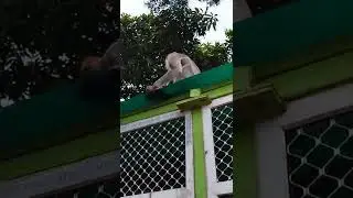 Shila Thoranam | wild life | Places to Visit in Tirupati  Balaji Temple.