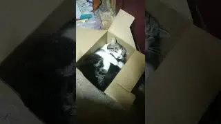 Моя кошка Кнопка! Баловница и игрунья. 