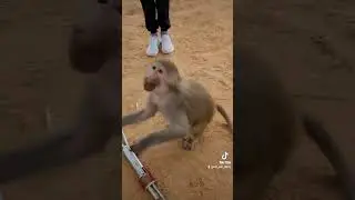 #Гамадрилки