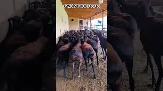 ЗОТИ ХИСОРИ МАНЗИЛ СУРХОНДАРЁ ДАСТАФКА БОР ☎️+998 91 908 36 36