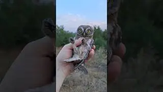 Обзор ДОМОВОЙ СЫЧ 🦉🦉🦉