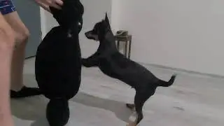 Yeni Karlos Serisi Başlıyor # Erkek Pincer  Köpeğin Kızgınlığı Nasıl Geçer? Seyrediyoruz