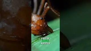 Çiftçi Karıncalar! 👨‍🌾🐜🍃
