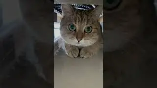 Только посмотри на этих няшных котов! №2 😺😻😽 