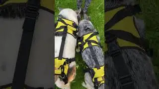 Нескладёшков-неладёшков целый дом,целый дом родных меховых комочков🙏🐾🥰