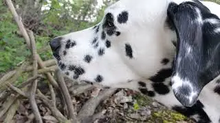 Цветы на даче под звуки природы/ Май 2021