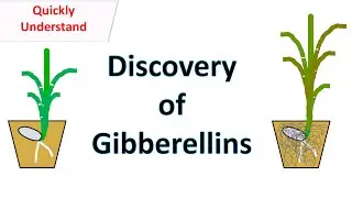 Discovery of Gibberellins
